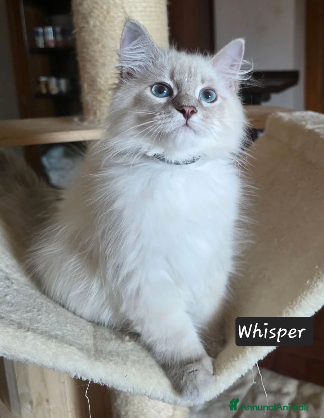 Siberiano gatti in vendita: Cuccioli di siberiano neva masquerade  - Annuncio 1