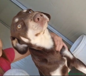 Meticcio cani Simil segugio quasi 2anni occhi ambra,in canileSUD - Annuncio 2