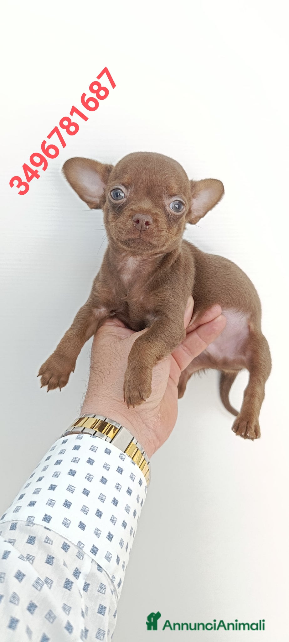 Chihuahua cani CHIHUAHUA stupendo bijoux chocolate - Annuncio 1