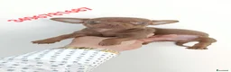 Chihuahua cani in vendita: CHIHUAHUA stupendo bijoux chocolate - Annuncio 1