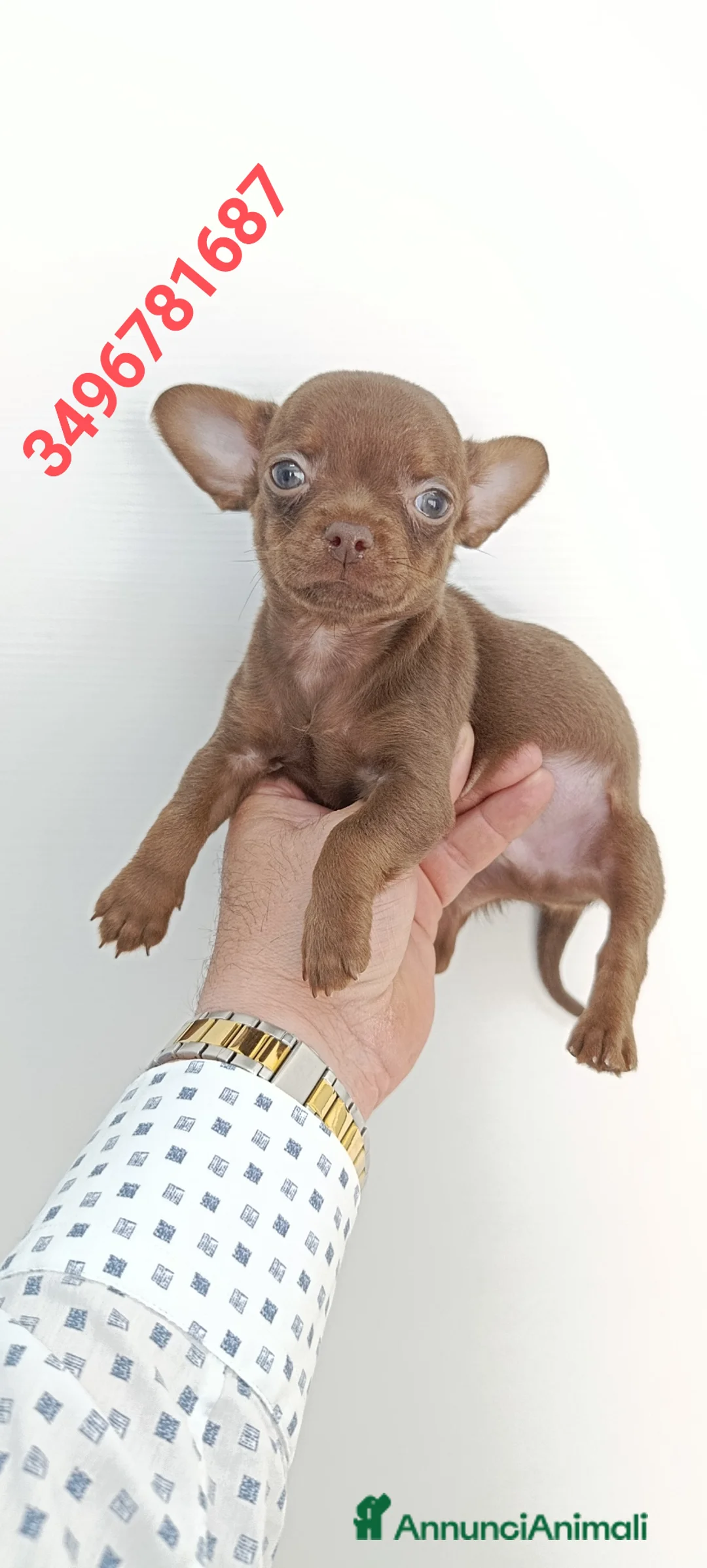 Chihuahua cani in vendita: CHIHUAHUA stupendo bijoux chocolate - Annuncio 1
