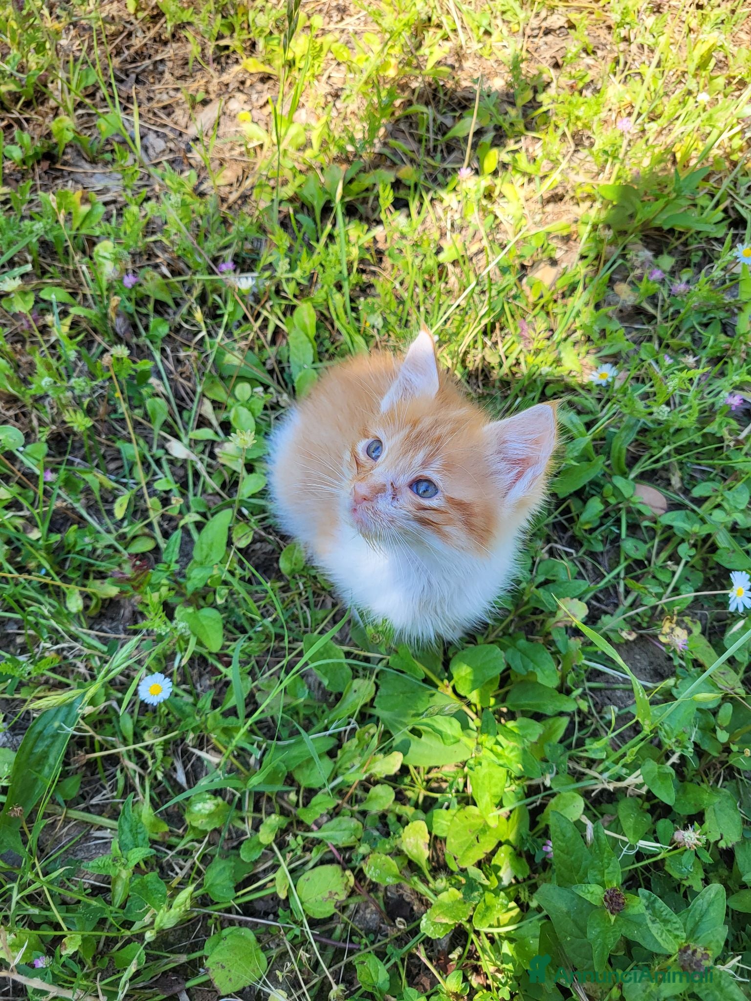 Meticcio gatti Gattini piccoli maschi  - Annuncio 15