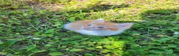 Meticcio gatti in vendita: Gattini piccoli maschi  a Provincia di Ascoli Piceno - Annuncio 1