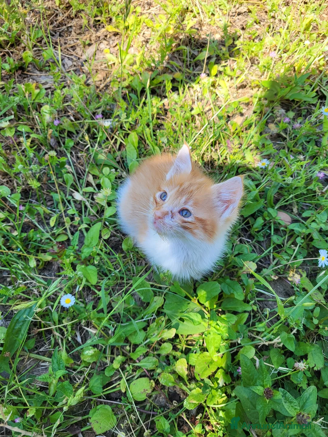 Meticcio gatti in vendita: Gattini piccoli maschi  a Provincia di Ascoli Piceno - Annuncio 1