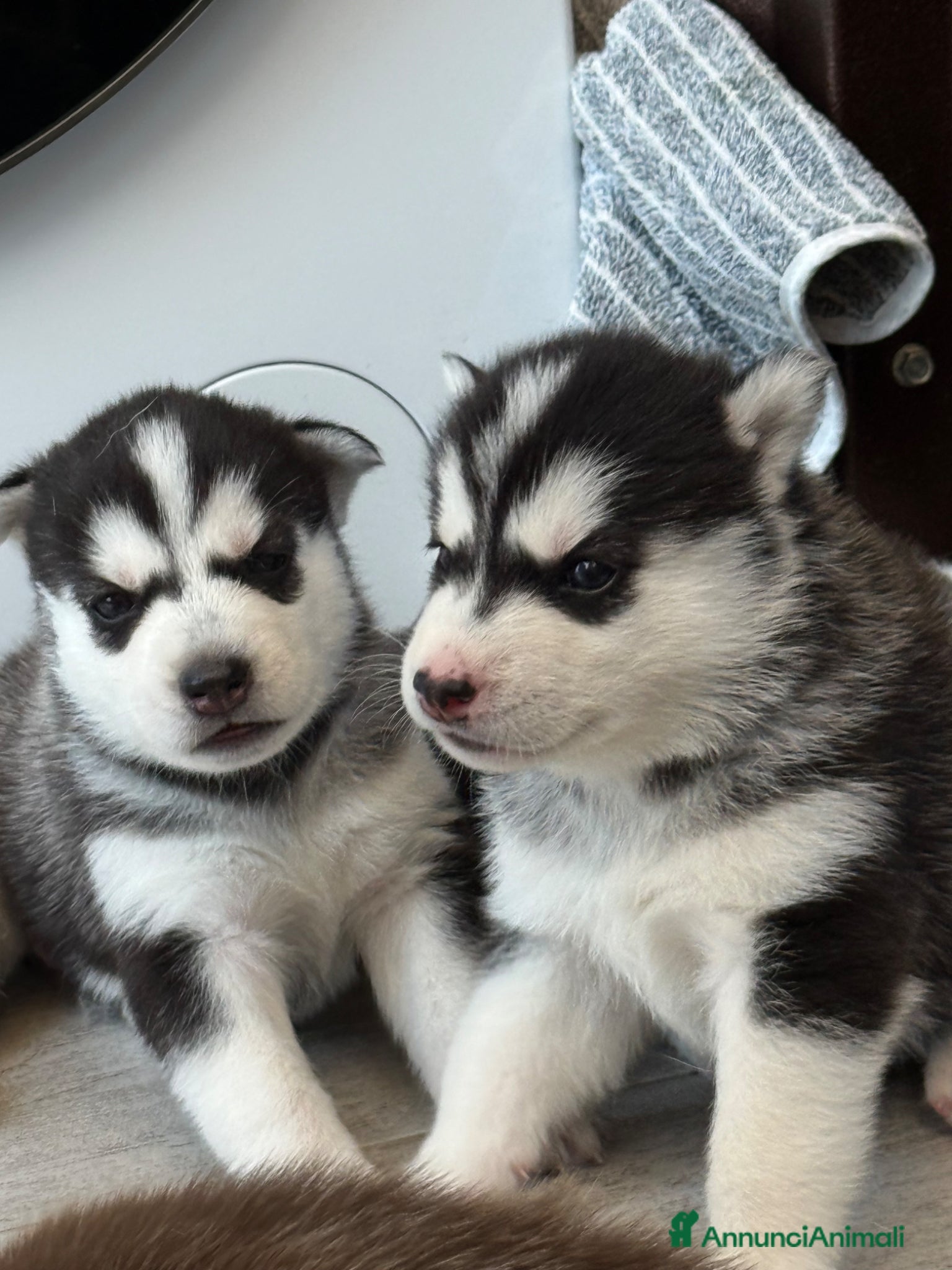 Husky cani Cuccioli di husky  - Annuncio 1