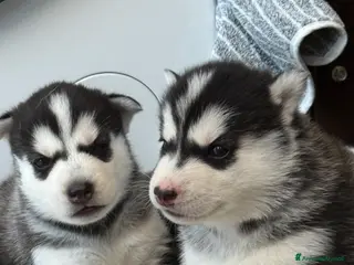 Husky cani Cuccioli di husky - Annuncio 4