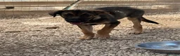 Meticcio cani in regalo: Rosina  - Annuncio 3