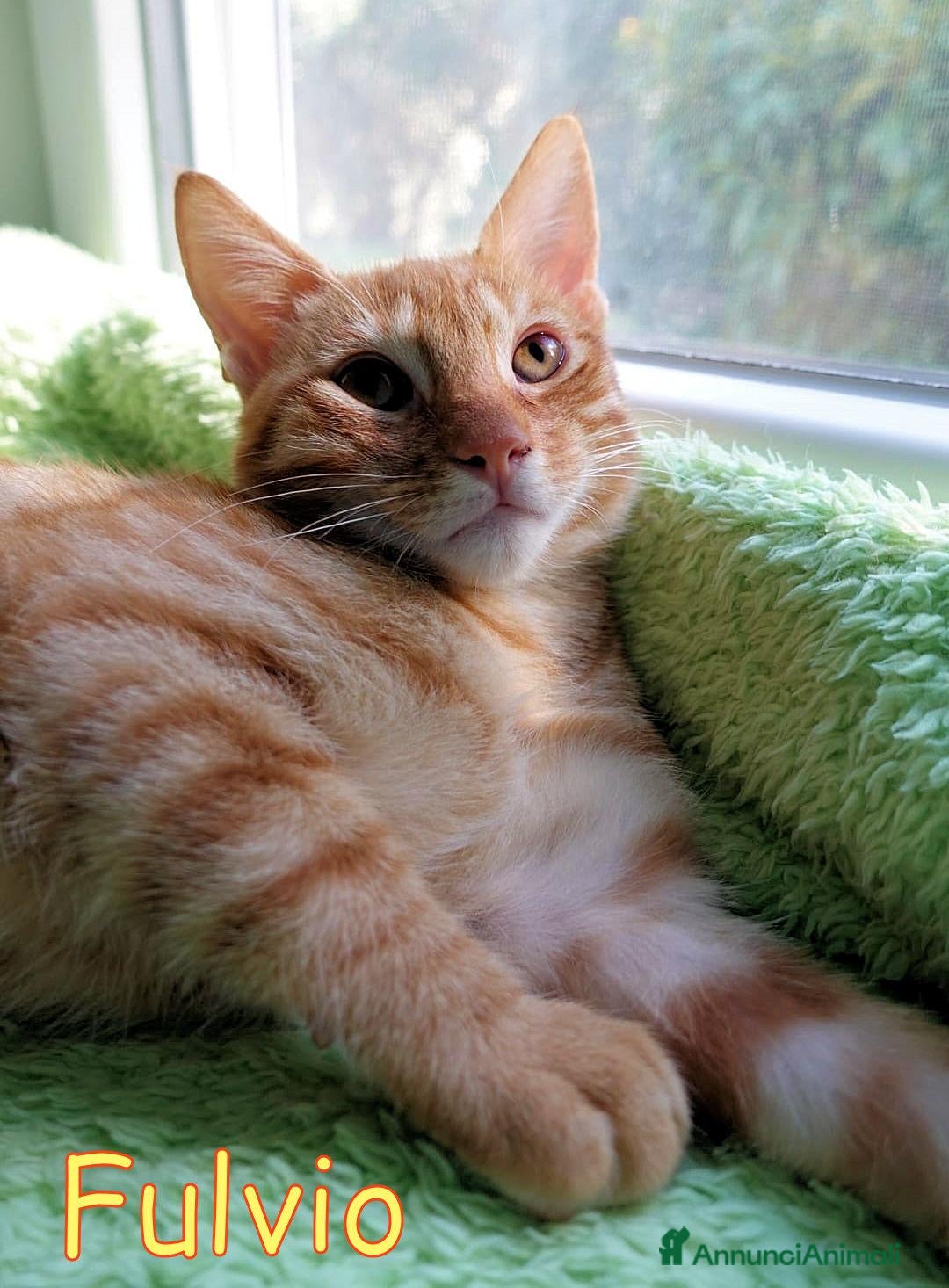 Europeo gatti DOLCISSIMO GATTIN TABBY ARANCIO - Annuncio 16