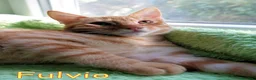 Europeo gatti in regalo: DOLCISSIMO GATTIN TABBY ARANCIO a Città Metropolitana di Firenze - Annuncio 1