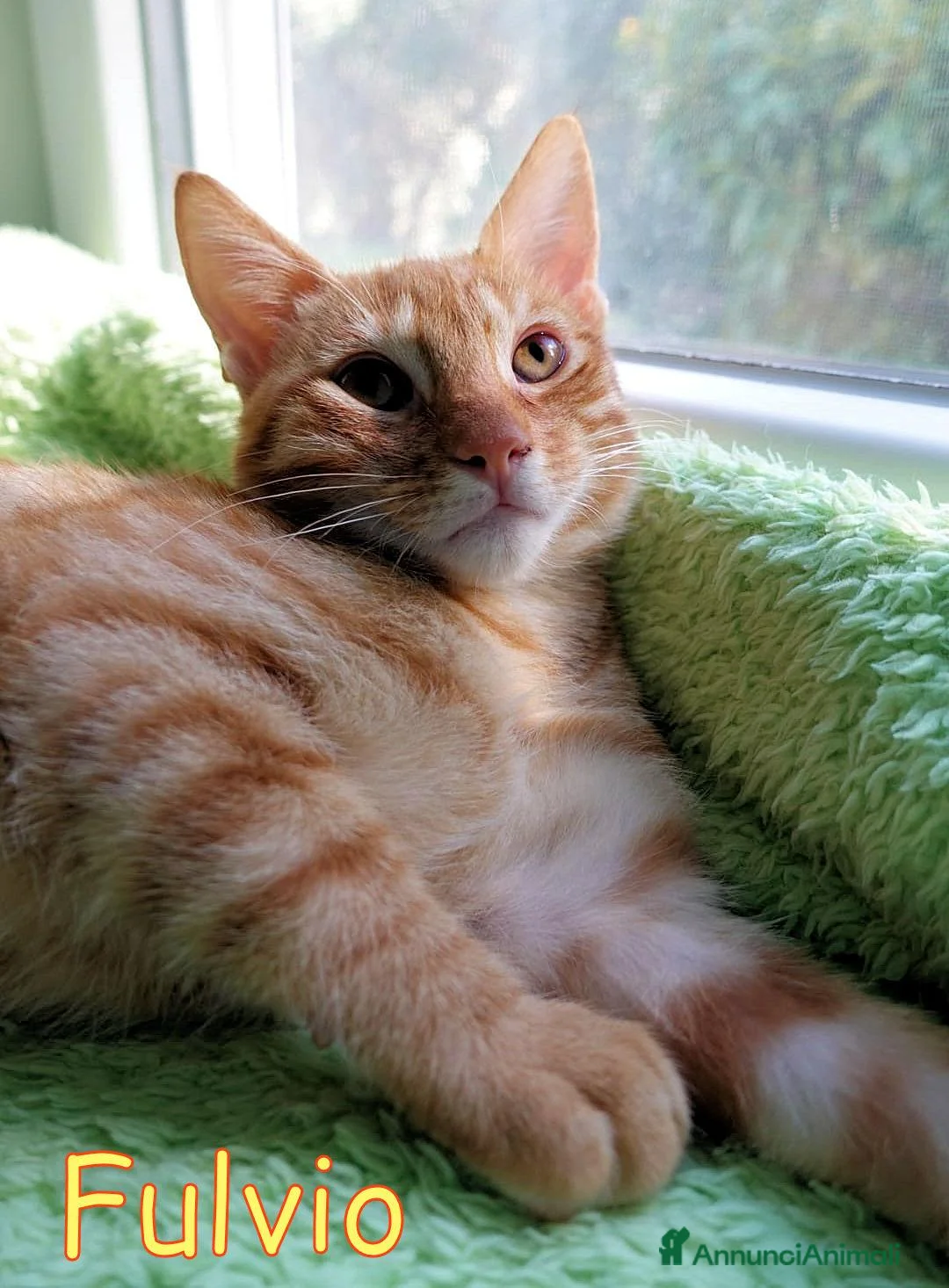 Europeo gatti in regalo: DOLCISSIMO GATTIN TABBY ARANCIO a Città Metropolitana di Firenze - Annuncio 1