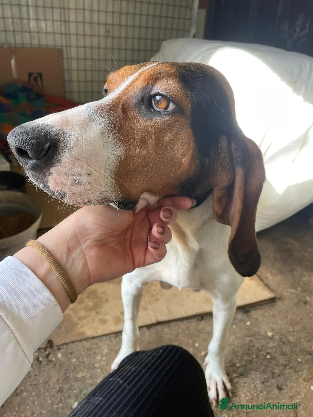 Segugio cani in regalo: DOLCISSIMA SEGUGINA  a Città Metropolitana di Firenze - Annuncio 2