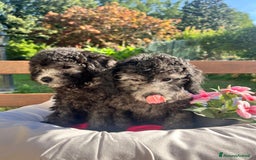 Barboncino cani in vendita: Barboncino  - Annuncio 6