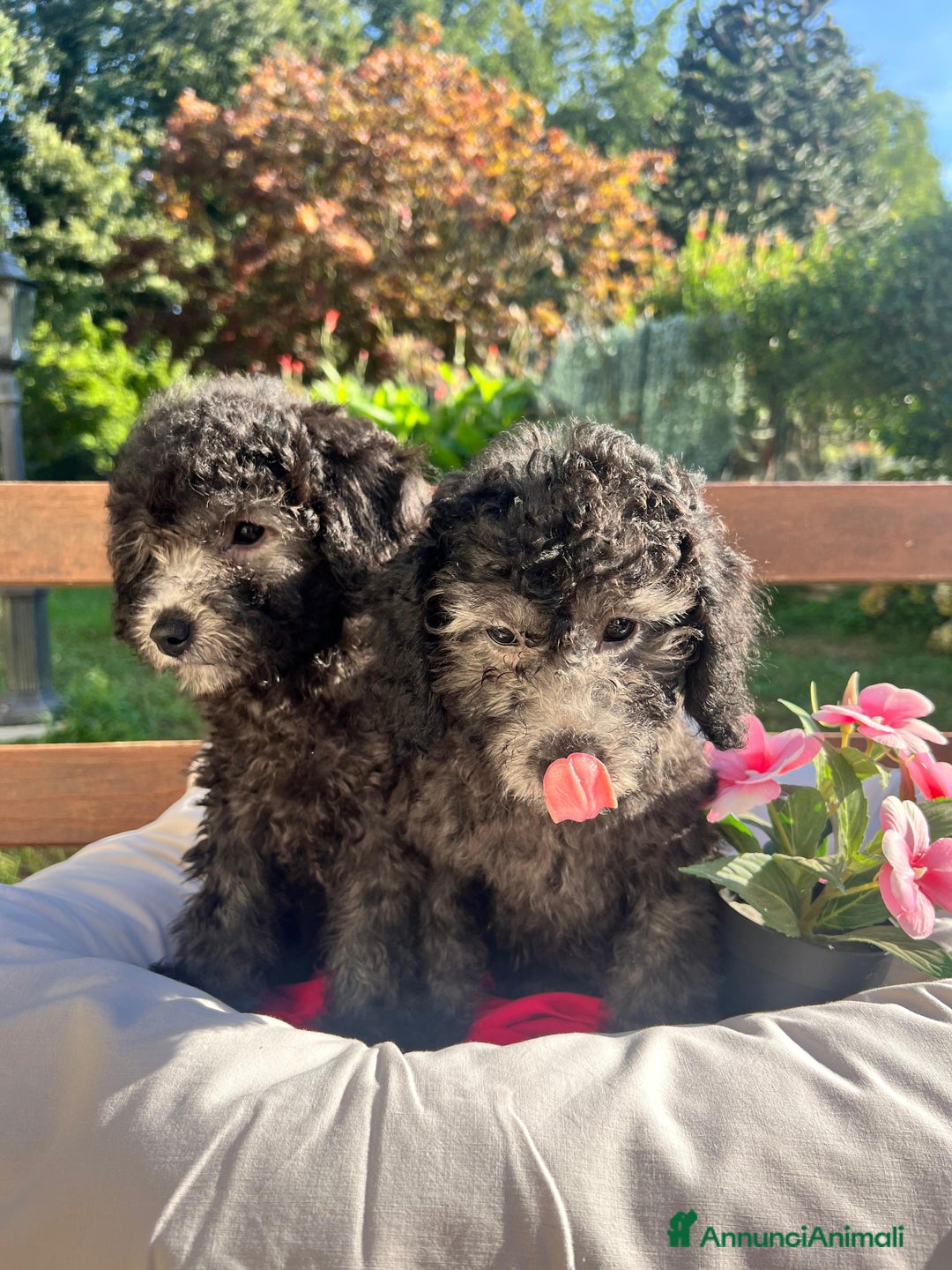 Barboncino cani in vendita: Barboncino  - Annuncio 6