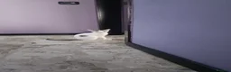 Meticcio gatti in regalo: 2  fratellini chiari  - Annuncio 3