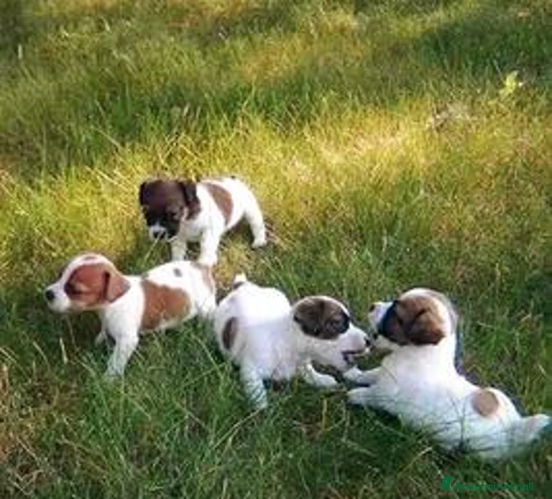 Jack Russell cani in vendita: Jack russell zampa corta - Annuncio 1