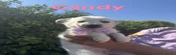 Meticcio cani in regalo: Candy la cucciola con le lentiggini  - Annuncio 1