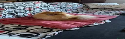 Spitz cani per accoppiamento: Mylo – spitz nano per accoppiamento  - Annuncio 4
