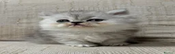 Persiano gatti in vendita: Gattini cuccioli persiano  - Annuncio 9