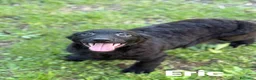 Meticcio cani in regalo: ERIC, cucciolo dolcissimo dimenticato da tutti. - Annuncio 2