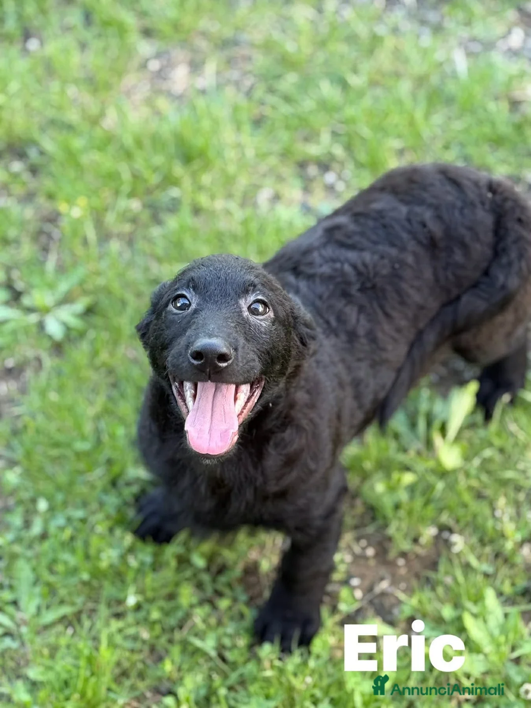Meticcio cani in regalo: ERIC, cucciolo dolcissimo dimenticato da tutti. - Annuncio 2