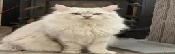 Maine Coon gatti in vendita: Maine coon m/f - Annuncio 9