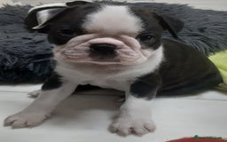 Boston Terrier cani in vendita: Boston terrier con pedigree  a Metropolitan City of Milan - Immagine 5