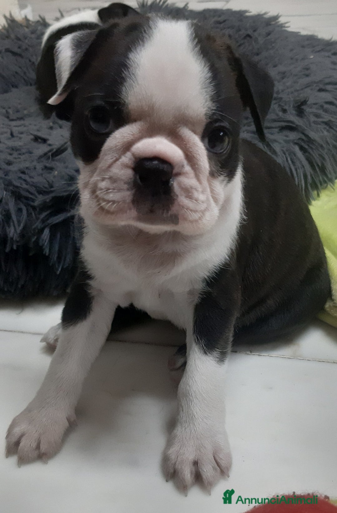 Boston Terrier cani in vendita: Boston terrier con pedigree  a Metropolitan City of Milan - Immagine 5