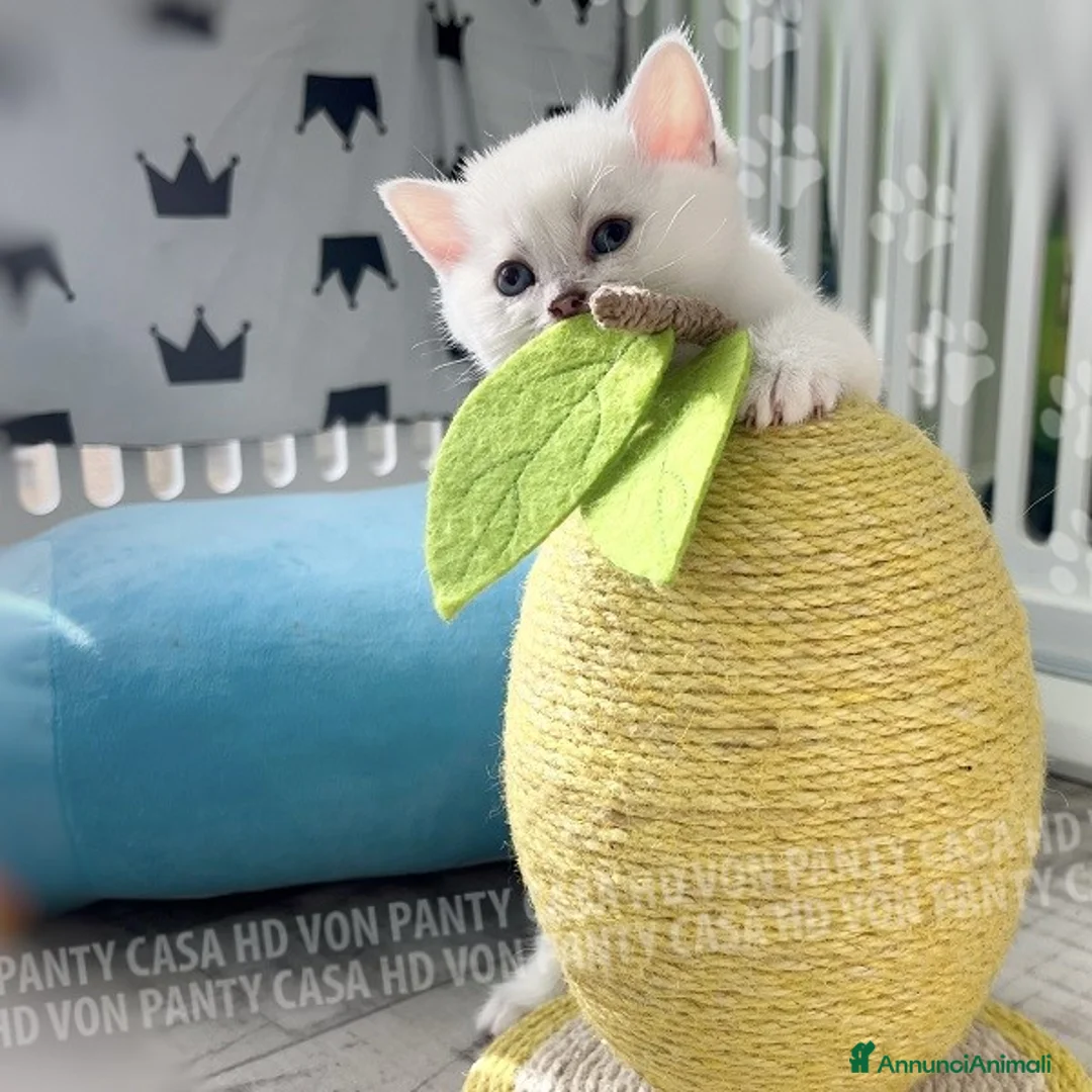 British gatti in vendita: Cuccioli British Shorthair  - Annuncio 11