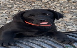 Labrador cani in vendita: Splendida Cucciolata Labrador Nera a Città metropolitana di Messina - Immagine 3