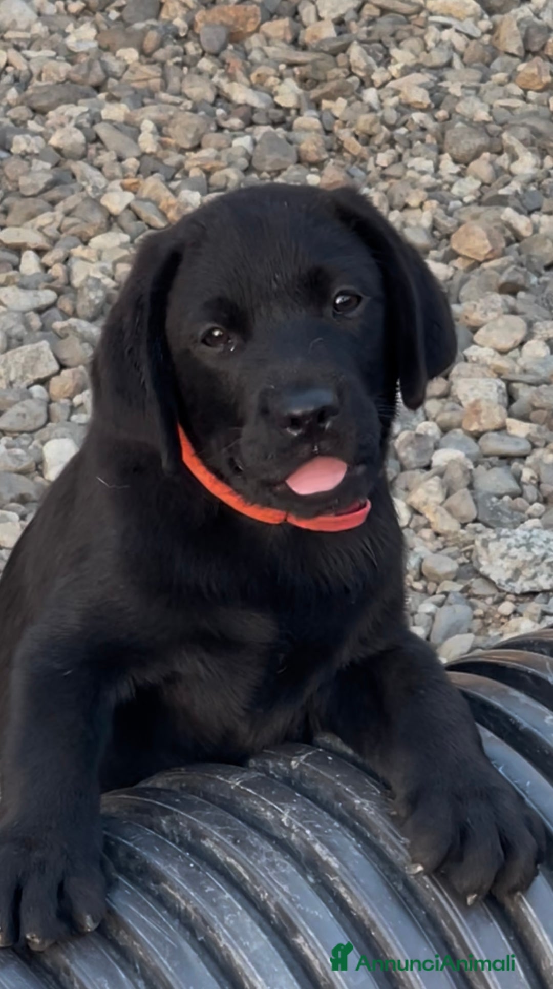 Labrador cani in vendita: Splendida Cucciolata Labrador Nera a Città metropolitana di Messina - Immagine 3