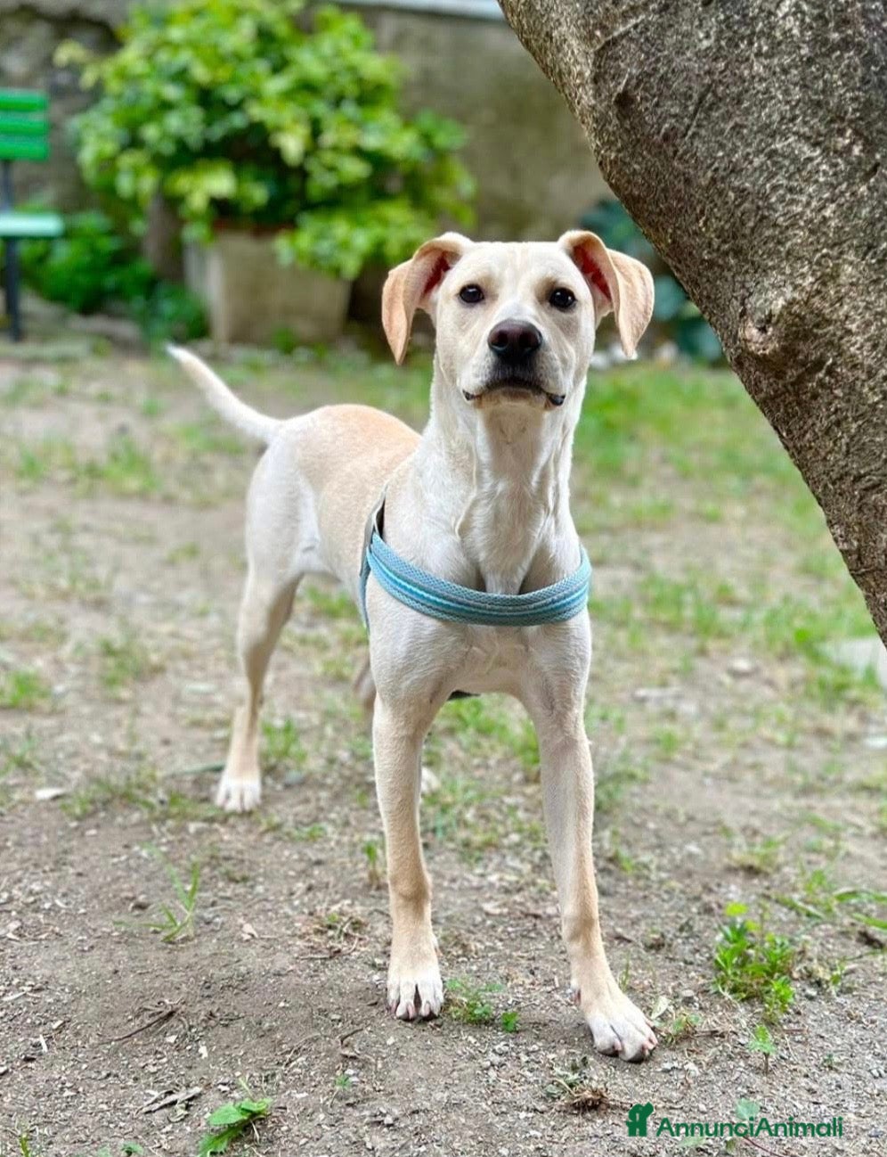 Meticcio cani in regalo: Milo  - Annuncio 3