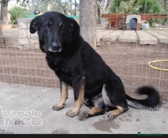 Meticcio cani Biscotto nato in canile nel 2012,ancora lì! BARI  a Città metropolitana di Milano - Annuncio 18
