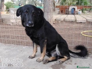 Meticcio cani Biscotto nato in canile nel 2012,ancora lì! BARI a Città metropolitana di Milano - Annuncio 18