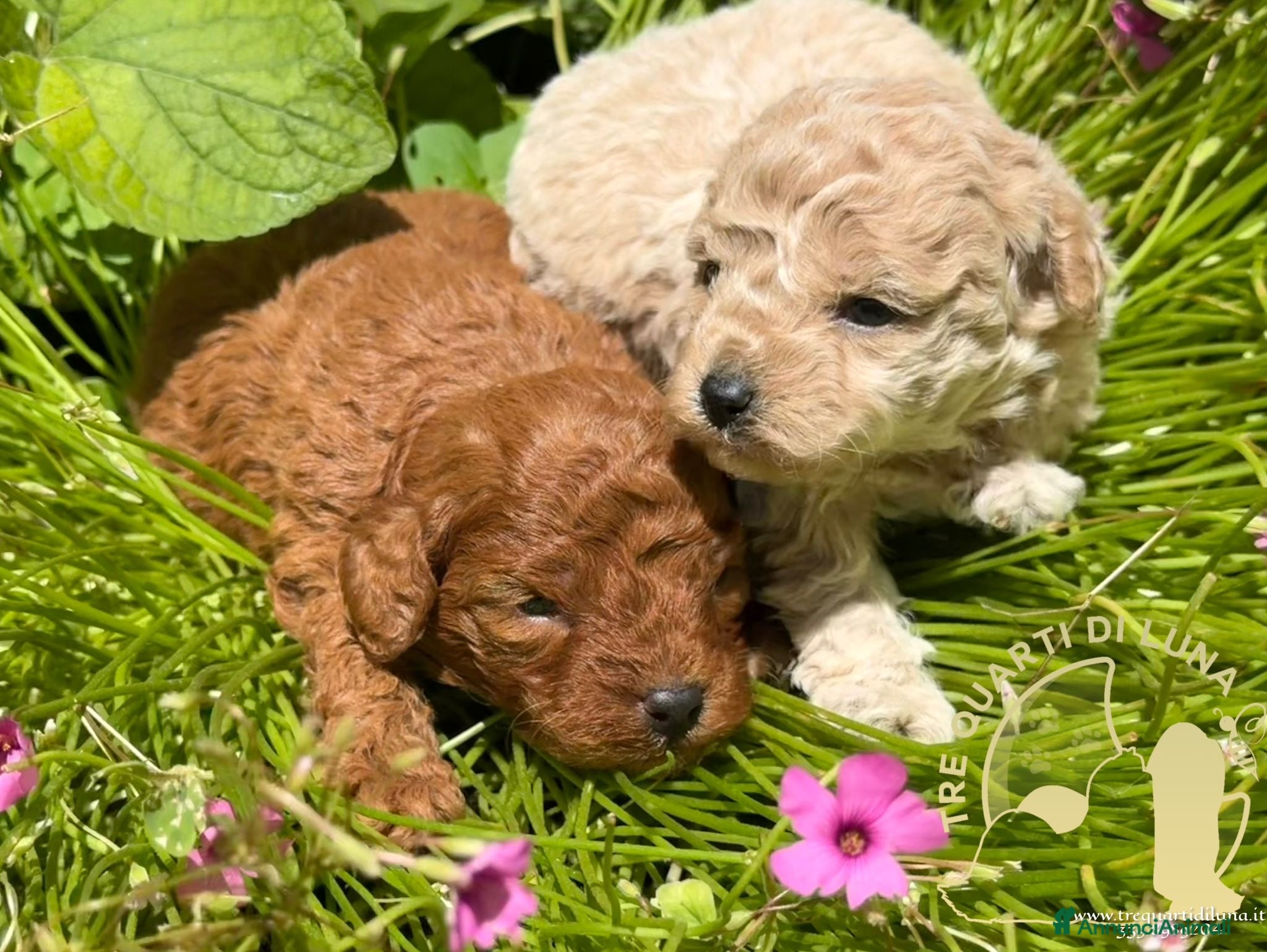 Barboncino Toy cani in vendita: Barboncino Toy – Cuccioli Selezionati - Annuncio 4