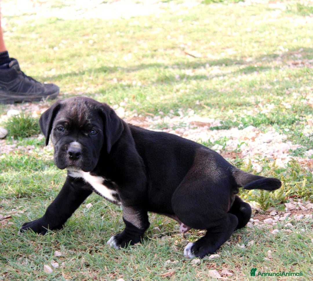 Cane Corso cani in vendita: Cuccioli di Cane Corso Selezionati - Immagine 5