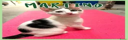 Europeo gatti in regalo: Gattini di 3-4 mesi  a Provincia di Vicenza - Annuncio 9