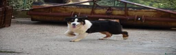 Australian Shepherd cani in vendita: Australian Shepherd pedigree ENCI - Annuncio 21