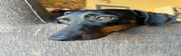 Bassotto cani in vendita: Splendido cucciolo di bassotto - Annuncio 4