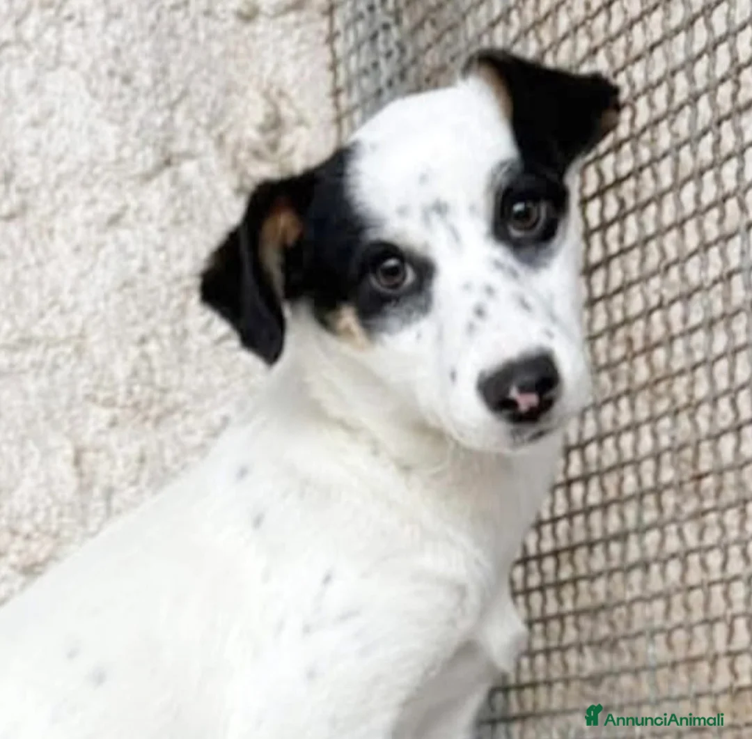 Meticcio cani in regalo: Stracciatella dolce cagnolina taglia piccola  - Annuncio 2