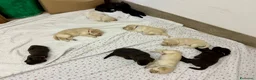 Meticcio cani in vendita: CUCCIOLI CERCANO FAMIGLIA - Annuncio 19