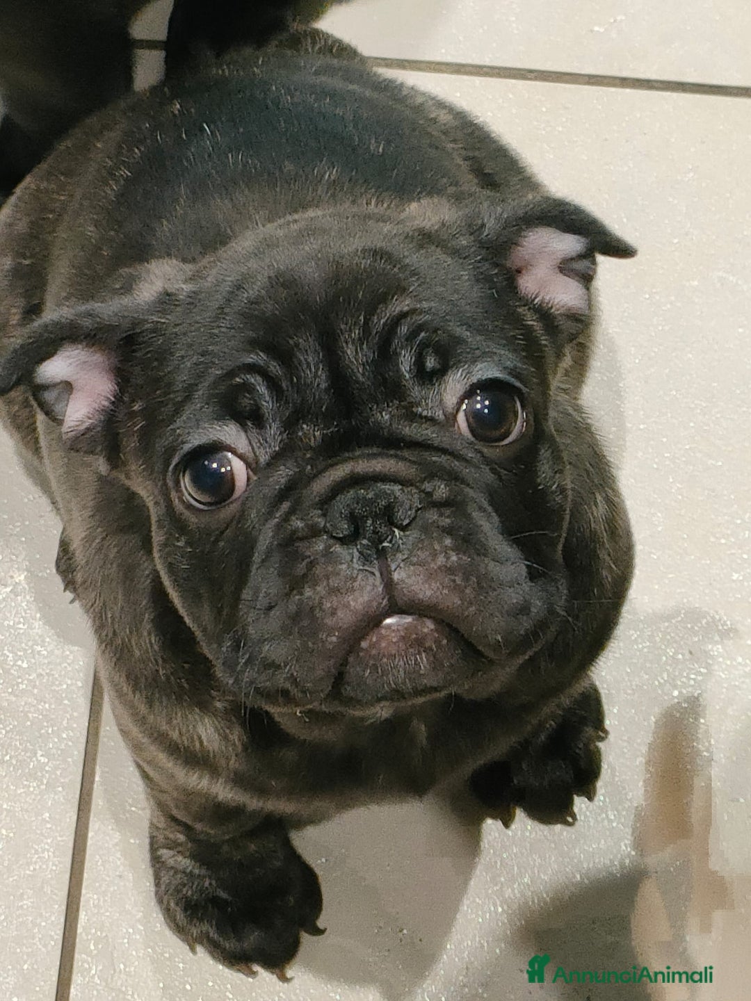 Meticcio cani in vendita: Cuccioli FRUG - Annuncio 10