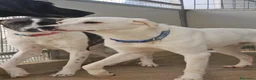 Meticcio cani in regalo: Kinder e Kira: giovani adozione di coppia  - Annuncio 31