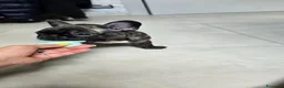 Bulldog Francese cani in vendita: Cuccioli di Bulldog Francese Bringee con pedigree a Città Metropolitana di Torino - Annuncio 6
