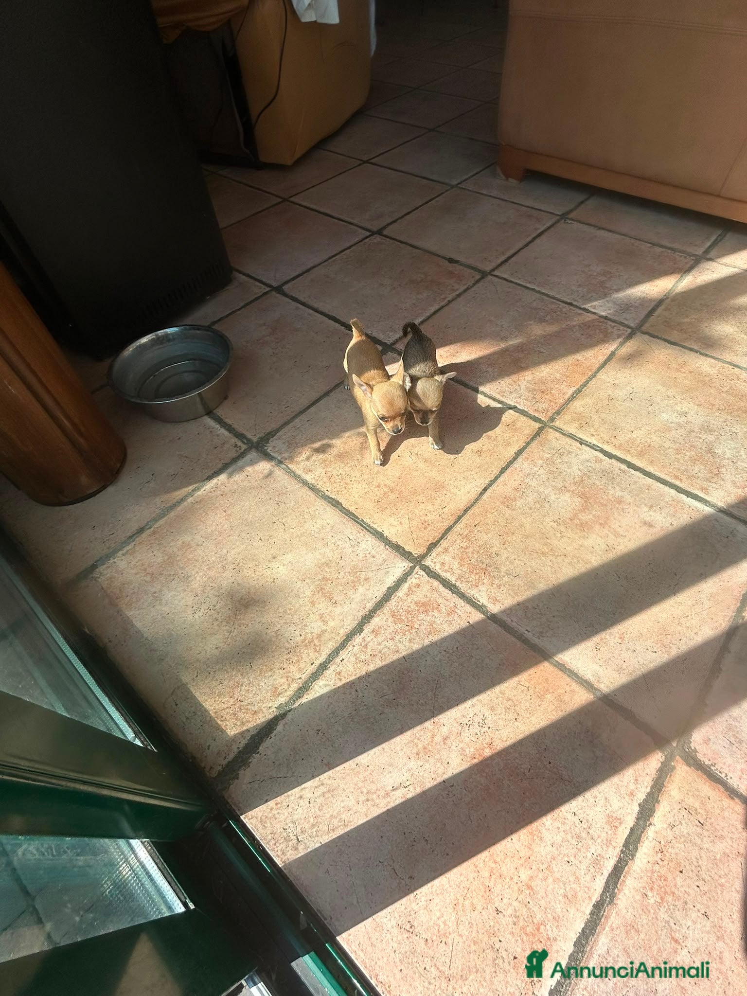 Chihuahua cani Splendidi cuccioli di Chihuahua - Annuncio 24
