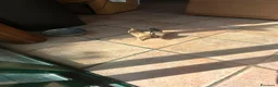 Chihuahua cani in vendita: Splendidi cuccioli di Chihuahua - Annuncio 1