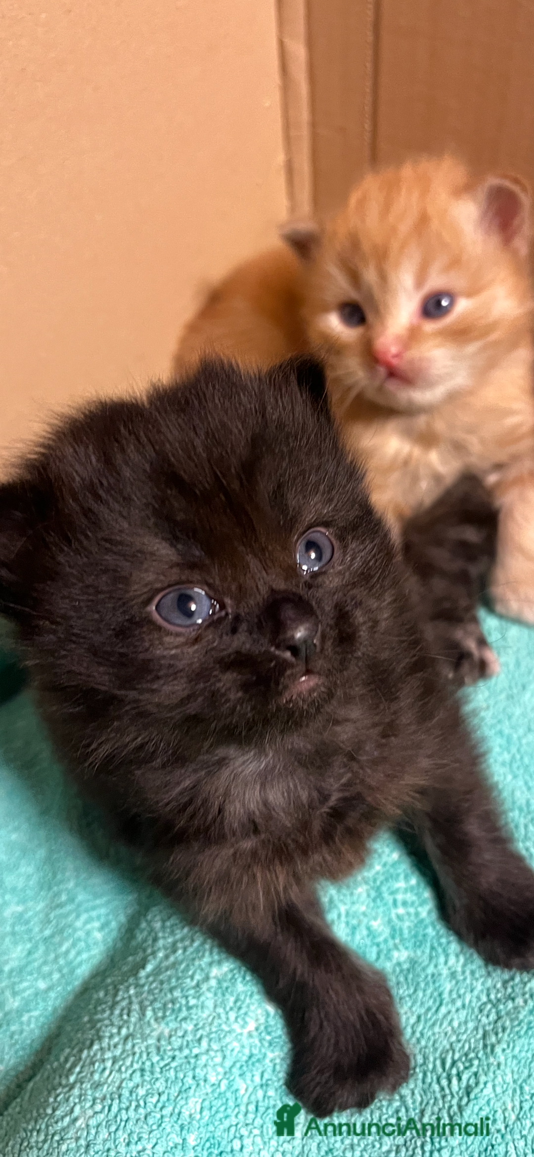 Siberiano gatti in vendita: Gattini siberiani  - Annuncio 14