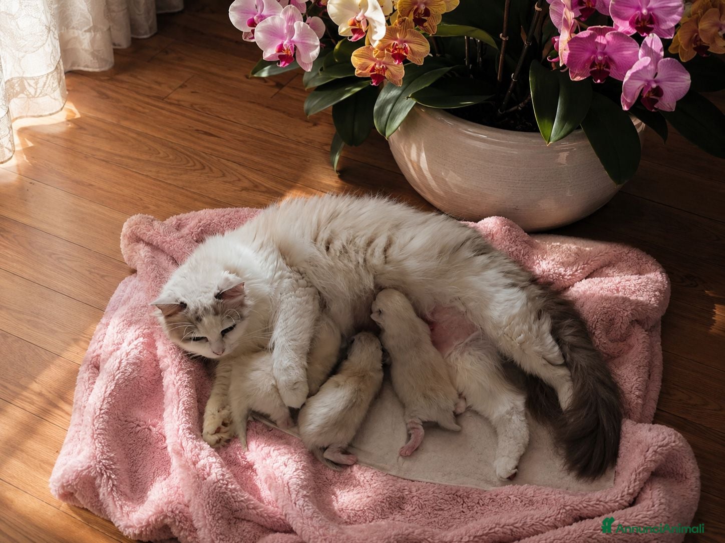 Ragdoll gatti Ragdoll con pedegree senza obblighi  - Annuncio 11