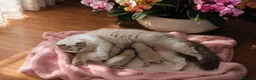 Ragdoll gatti in vendita: Ragdoll con pedegree senza obblighi  - Annuncio 1