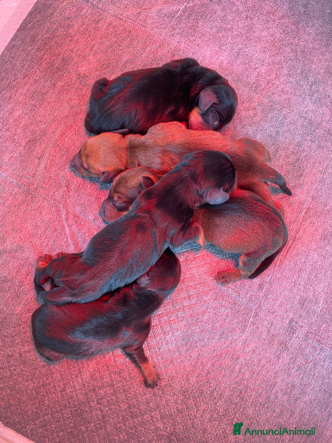 Bassotto cani in vendita: Bassotto tedesco - Annuncio 6