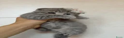 Scottish gatti in vendita: British Scottish - Annuncio 7
